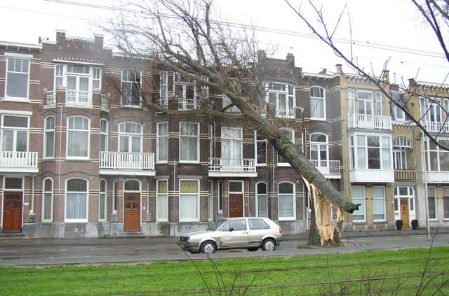 Storm in Den Haag velt boom op de van Boetselaerlaan.jpg
