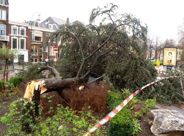 Windstoten worden boom fataal, Vogelenbuurt Utrecht.jpg